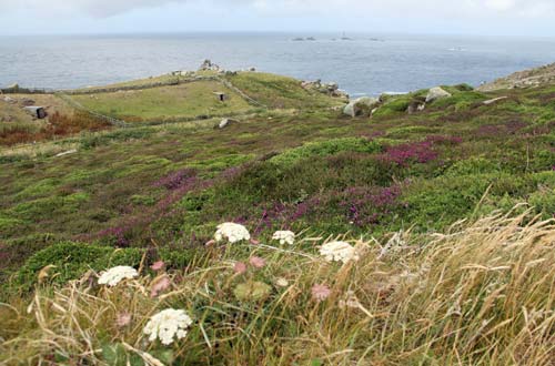 The heather is in bloom in early July