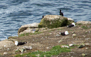 sea birds at Land's End Cornwall