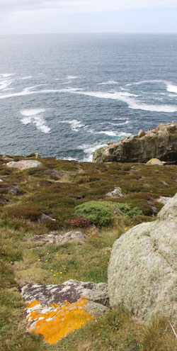 Land's End lichens and mosses